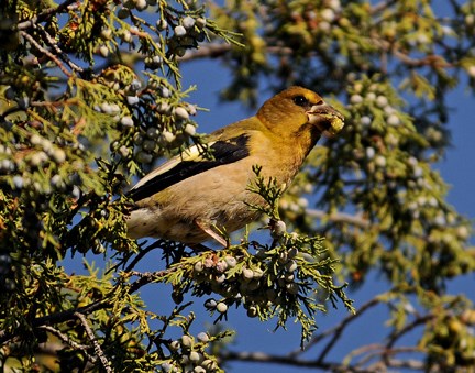 female evening grosbeak