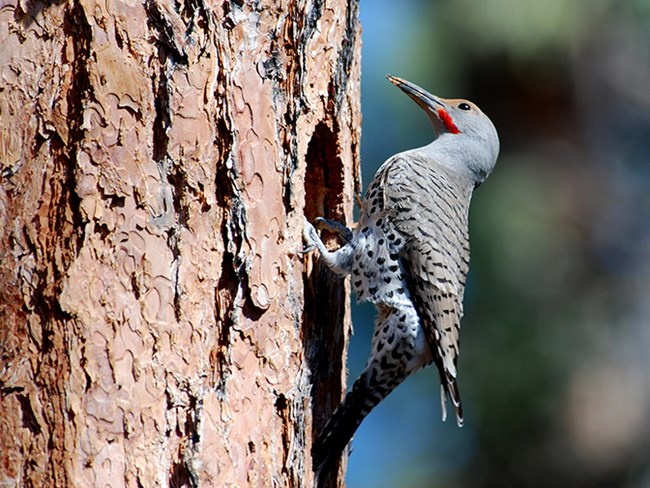 male flicker