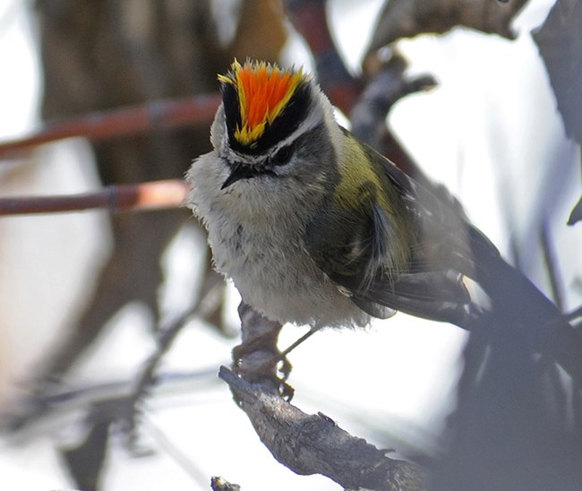 male golden crowned kinglet