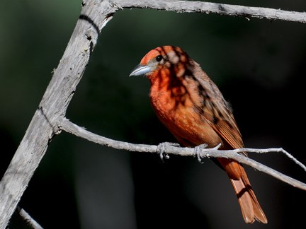 male hepatic tanager