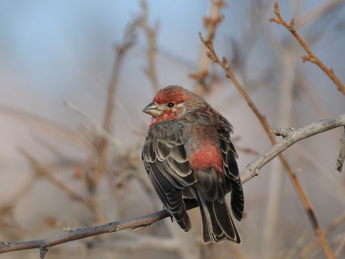 male house finch