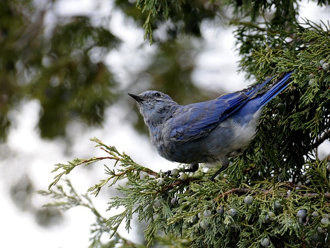 male mountain bluebird