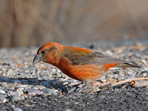 male red crossbill 49b