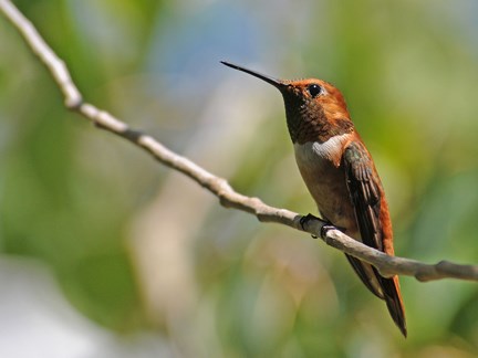 male rufous 7