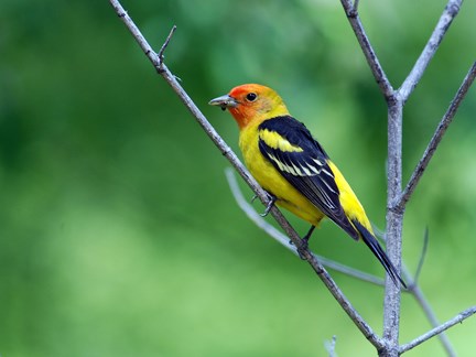 male Western Tanager