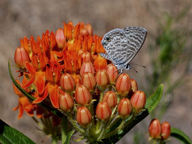 marine blue on butterflyweed