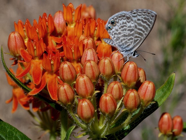 marine blue on butterflyweed1