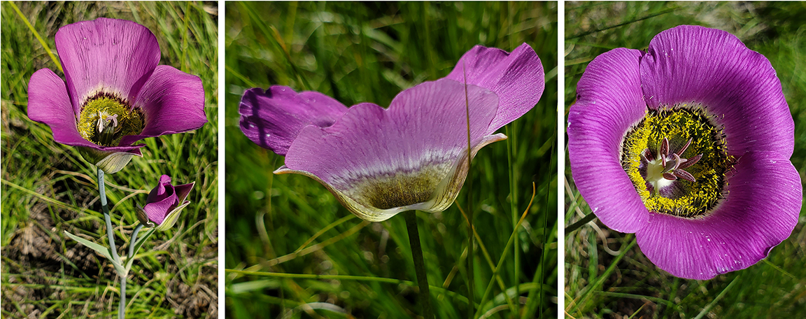 3 images of pink 3 petaled mariposa lilies