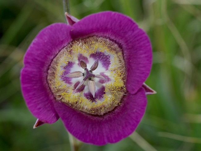 a bright pink flower with a yellow and black center