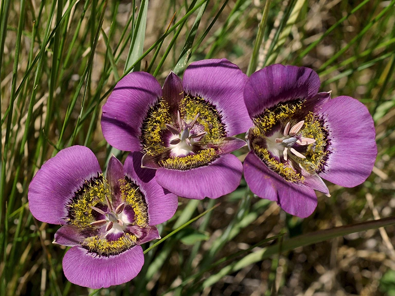 mariposa lily 2017 trio of mariposa lilies