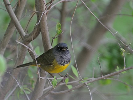 MacGillivray's Warbler
