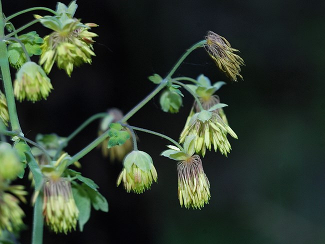 meadow rhue