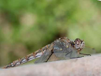 MEADOWHAWK