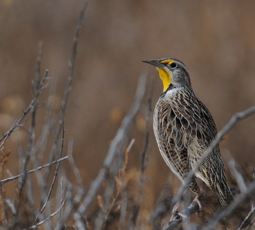 meadowlark 3