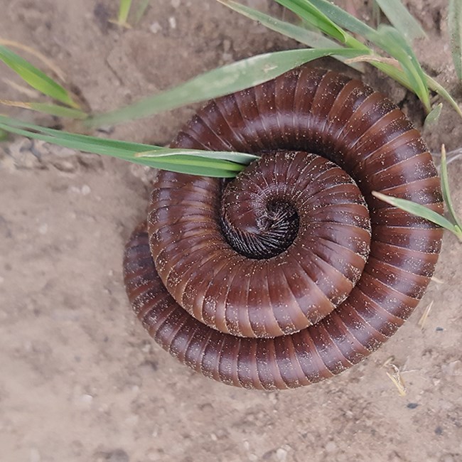 millipede