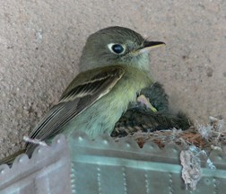 Cordilleran flycatcher with baby