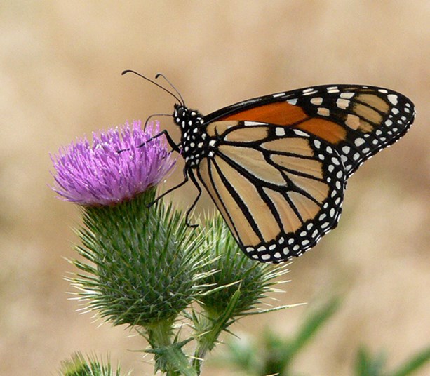 monarch on thistle