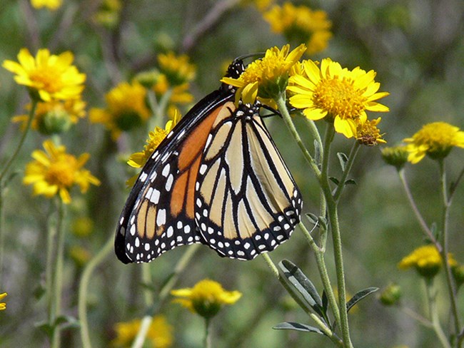 monarch on wild chrysanthumum