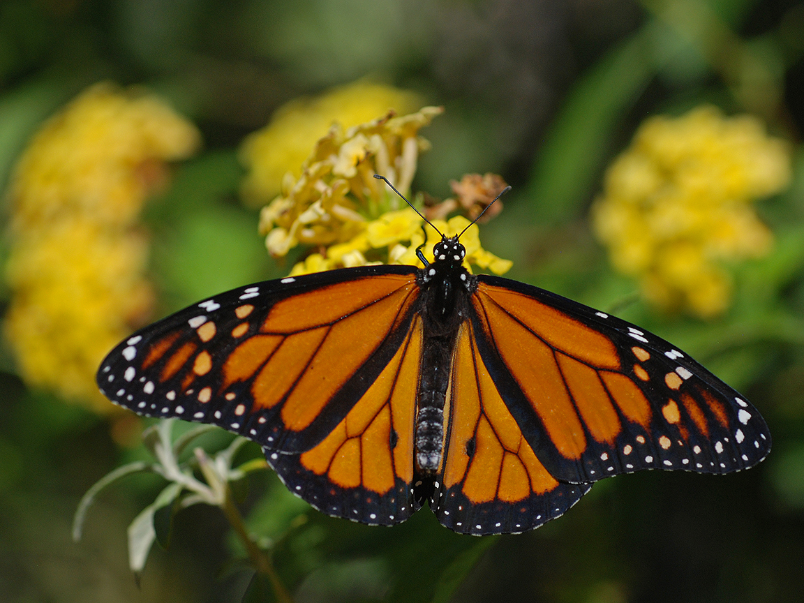 Identification of Common Butterflies Bandelier National Monument (U.S