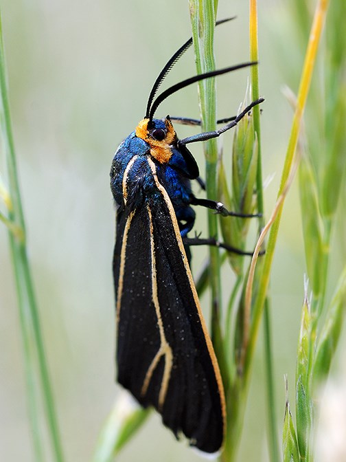 Ctenucha