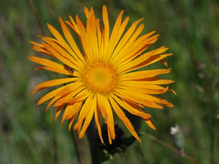 mountain dandelion