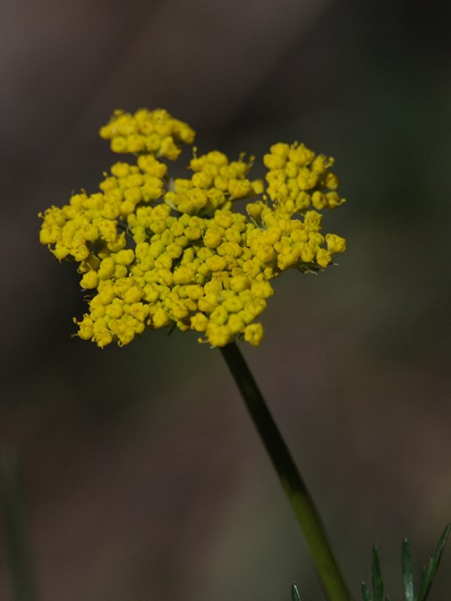 mountain parsley