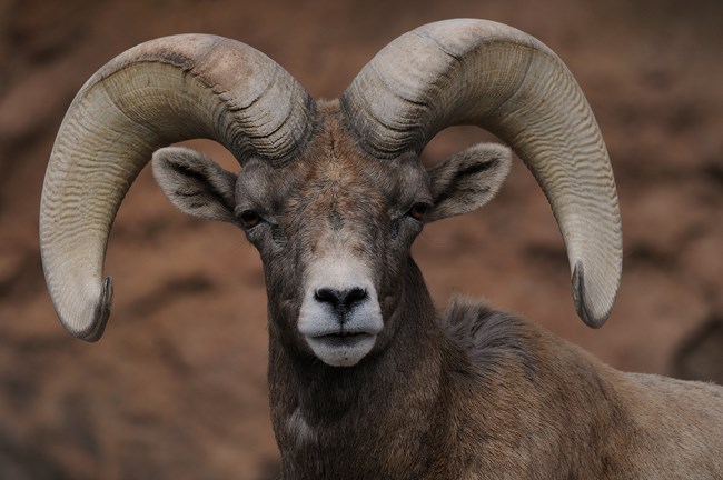 big-horned sheep 2