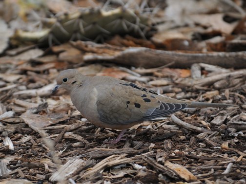 mourning dove