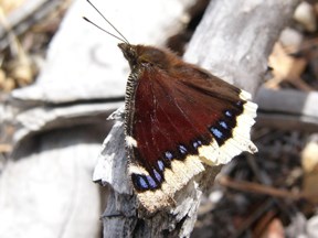 mourning cloak
