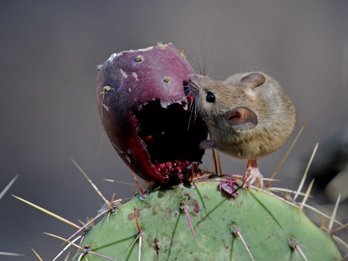 North American Deermouse