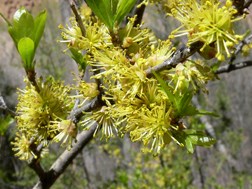 New Mexico Olive New Mexico Olive