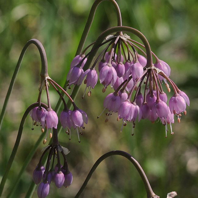 nodding onion