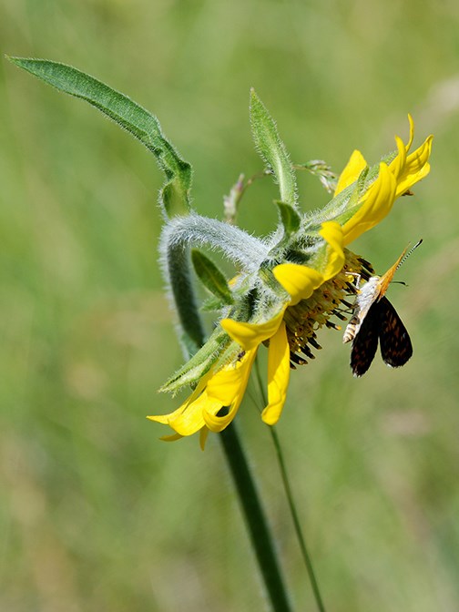nodding sunflower