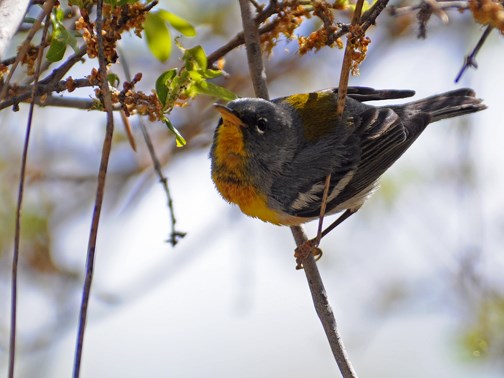 northern parula 2