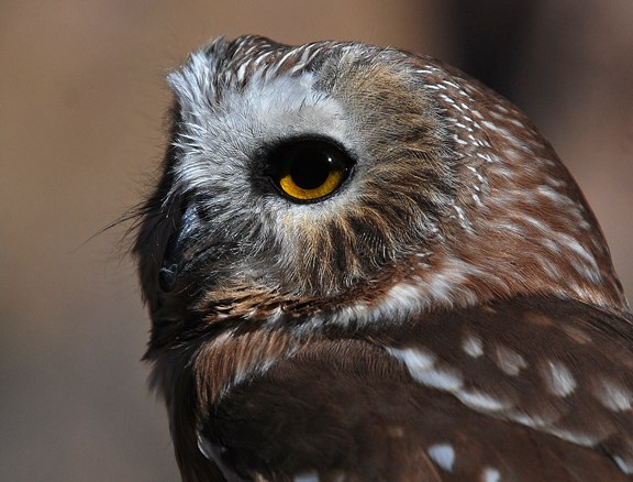 northern saw-whet owl 3