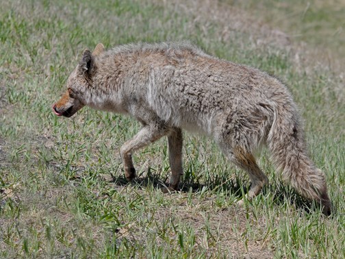 nose licking coyote