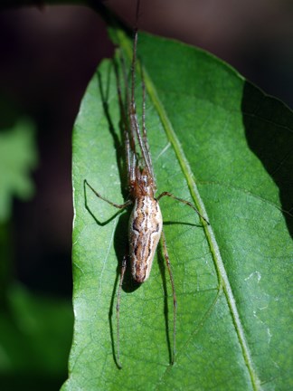 ogre-faced spider