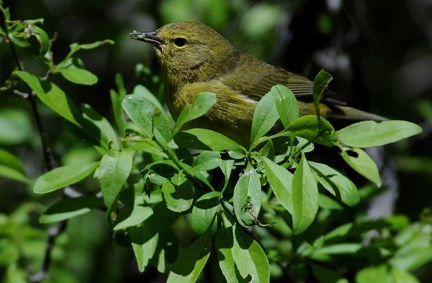 orange crowned warbler 2