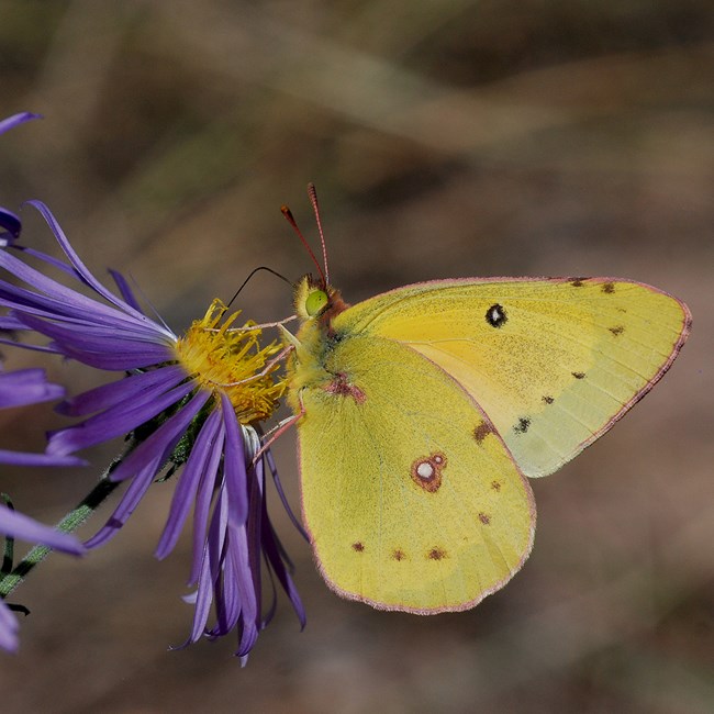 orange sulphur