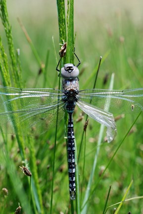 PADDLE-TAILED DARNER