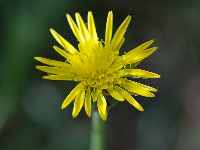 pale Mountain dandelion