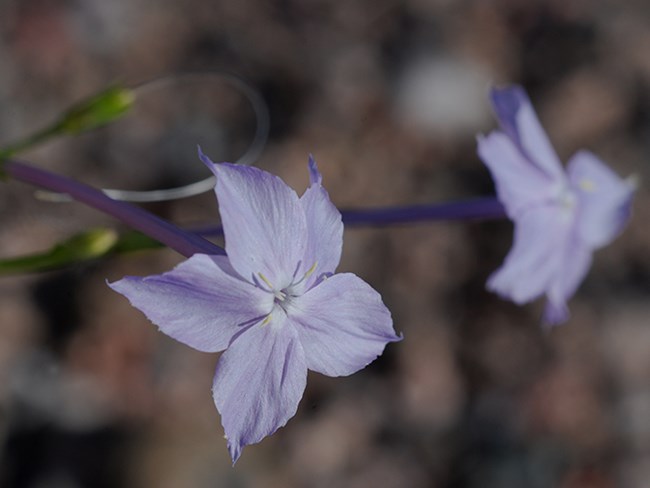 pale blue trumpets