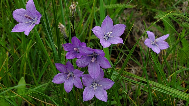 a cluster of upright purple blossoms