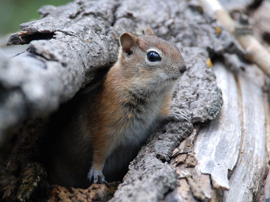 Golden Mantled Groundsquirrel Golden Mantled Groundsquirrel