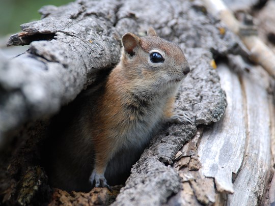 Golden Mantled Groundsquirrel