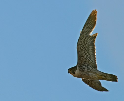 peregrine flight