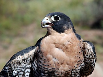 Peregrine Falcon