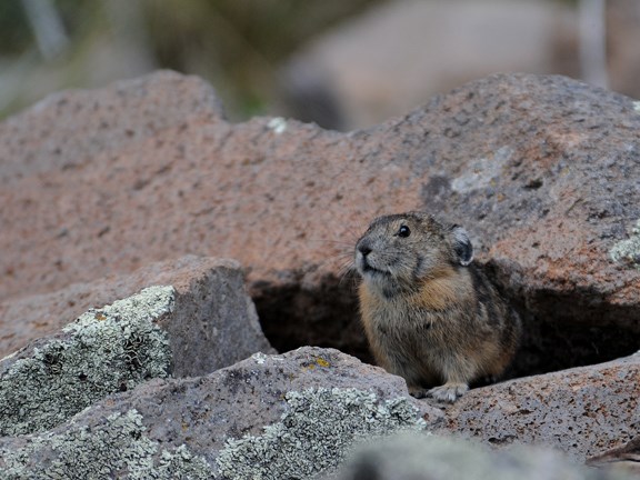 pika in hole 3