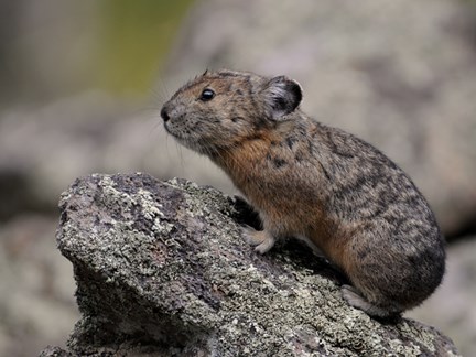 American Pika