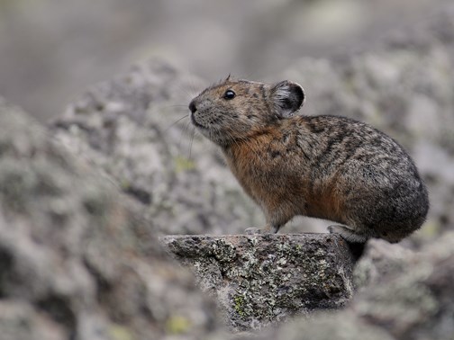 American Pikas - Bandelier National Monument (U.S. National Park Service)